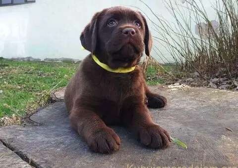 Labrador retriver čokoladni štenci na prodaju - 8/8