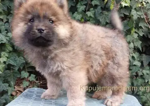 ČAU ČAU štenad - 1/5