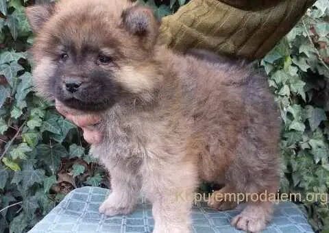 ČAU ČAU štenad - 2/5