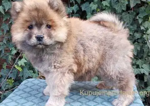 ČAU ČAU štenad - 3/5