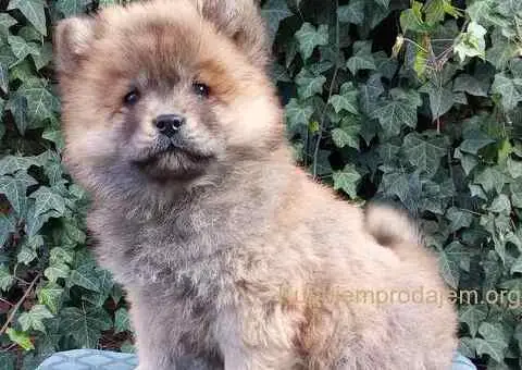 ČAU ČAU štenad - 4/5