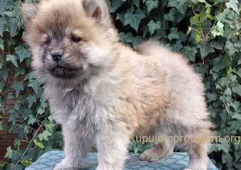 ČAU ČAU štenad - 5/5