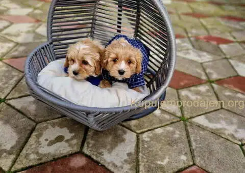 Maltipoo stenci spremni za preuzimanje - 1/5