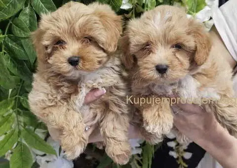 Maltipoo stenci spremni za preuzimanje - 3/5