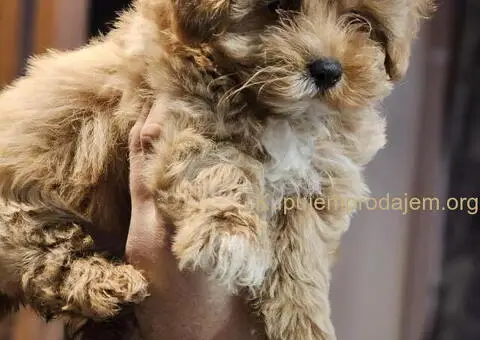 Maltipoo stenci spremni za preuzimanje - 4/5