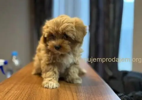 Maltipoo stenci spremni za preuzimanje - 5/5