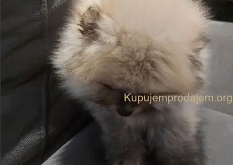 Predivni štenci Pomeranaca – Vaš novi član porodice - 2/4