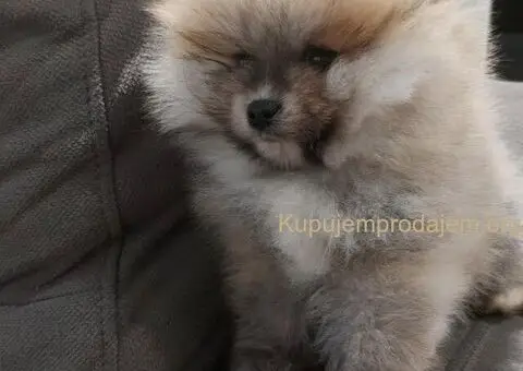 Predivni štenci Pomeranaca – Vaš novi član porodice - 3/4
