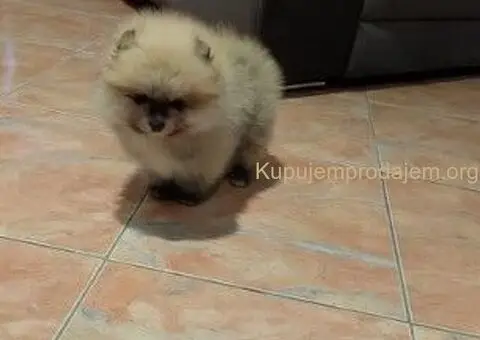 Predivni štenci Pomeranaca – Vaš novi član porodice - 4/4