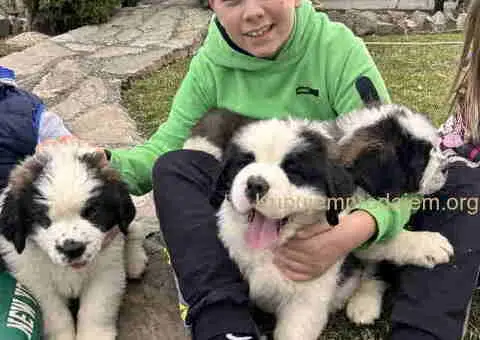 BERNADINCI štenad od vrsnih roditelja - 1/8