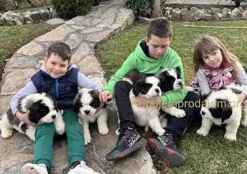 BERNADINCI štenad od vrsnih roditelja - 2/8