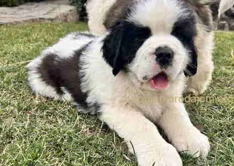 BERNADINCI štenad od vrsnih roditelja - 3/8