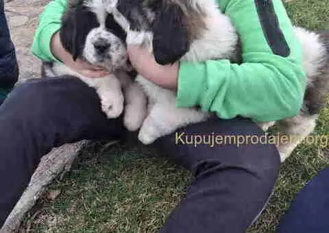 BERNADINCI štenad od vrsnih roditelja - 4/8