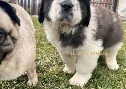 BERNADINCI štenad od vrsnih roditelja - 5/8
