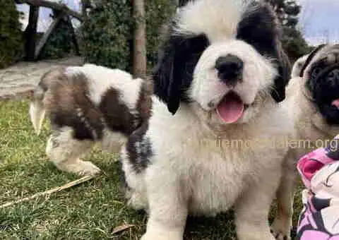 BERNADINCI štenad od vrsnih roditelja - 6/8