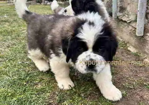 BERNADINCI štenad od vrsnih roditelja - 7/8