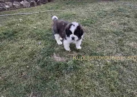 BERNADINCI štenad od vrsnih roditelja - 8/8