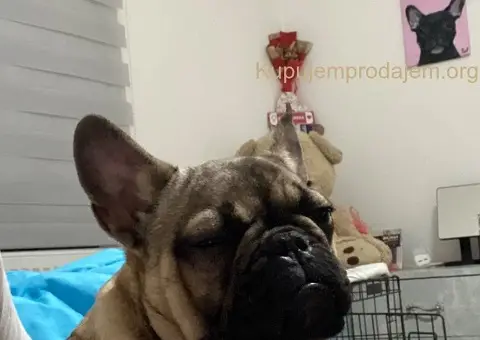 Francuski buldog štenci - 1/3