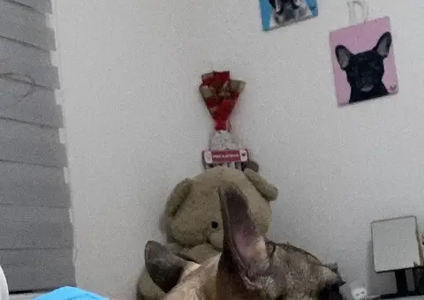 Francuski buldog štenci - 2/3