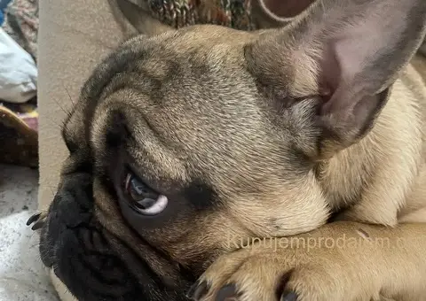 Francuski buldog štenci - 3/3