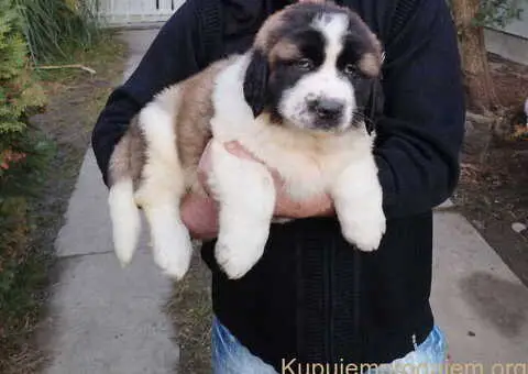 Štenci MOSKOVSKOG čuvara, - 1/8