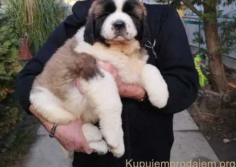 Štenci MOSKOVSKOG čuvara, - 2/8