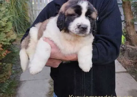 Štenci MOSKOVSKOG čuvara, - 3/8