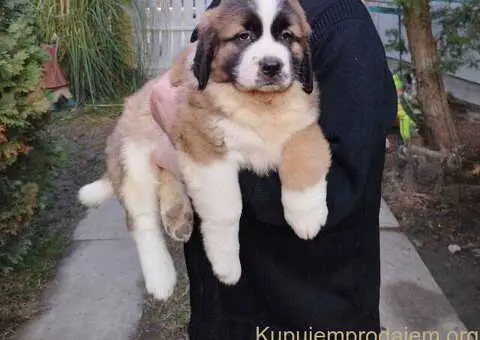 Štenci MOSKOVSKOG čuvara, - 4/8