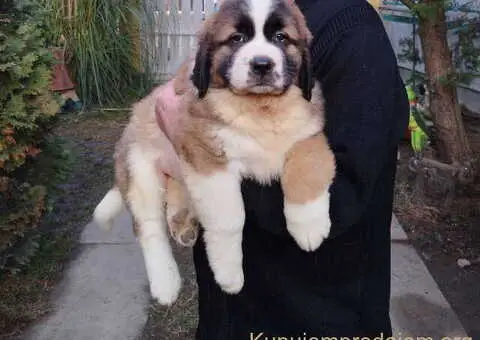 Štenci MOSKOVSKOG čuvara, - 6/8