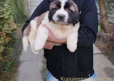 Štenci MOSKOVSKOG čuvara, - 7/8