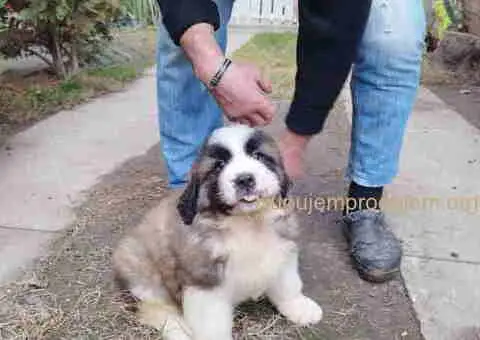 Štenci MOSKOVSKOG čuvara, - 8/8