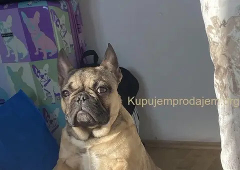 Francuski buldog štene - 1/3