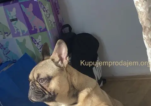 Francuski buldog štene - 2/3