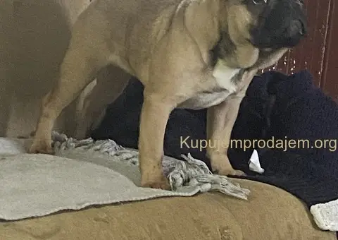 Francuski buldog štene - 3/3
