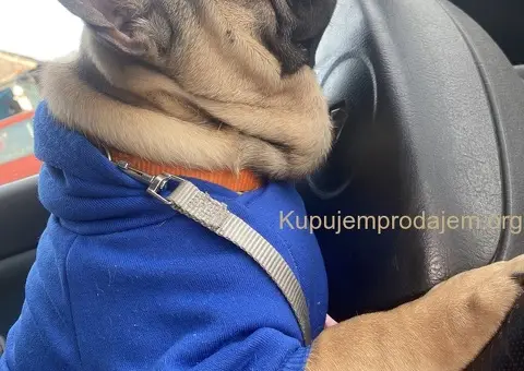 Francuski buldog - 1/3