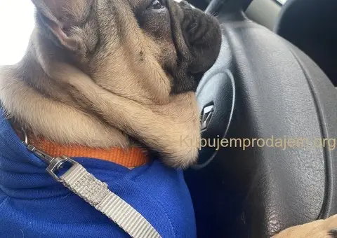 Francuski buldog - 2/3