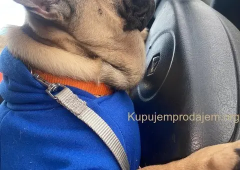 Francuski buldog štene - 3/3