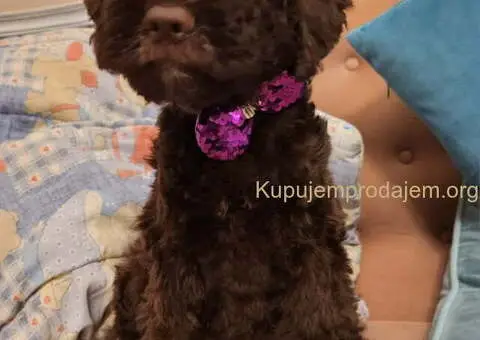 LAGOTO romanjolo štenci - 1/10