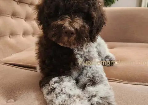 LAGOTO romanjolo štenci - 2/10