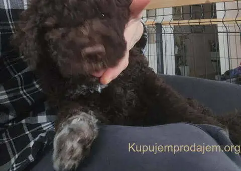 LAGOTO romanjolo štenci - 3/10