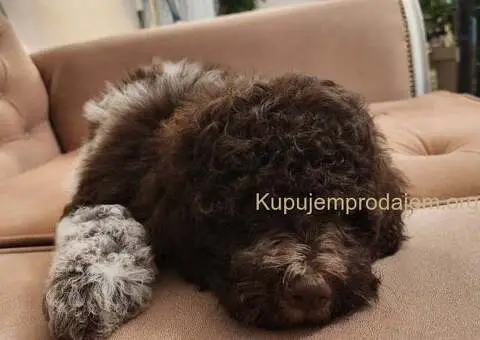 LAGOTO romanjolo štenci - 4/10