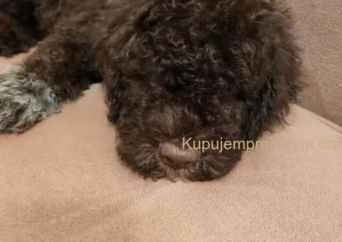 LAGOTO romanjolo štenci - 5/10