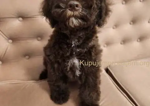 LAGOTO romanjolo štenci - 6/10