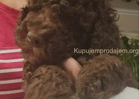 LAGOTO romanjolo štenci - 7/10