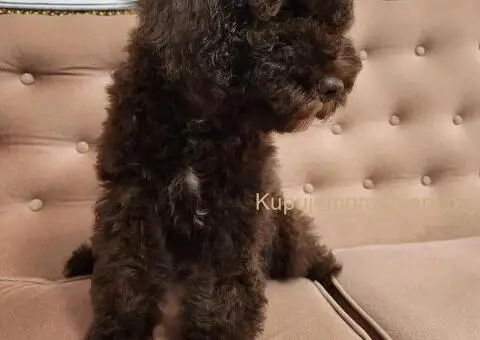 LAGOTO romanjolo štenci - 8/10