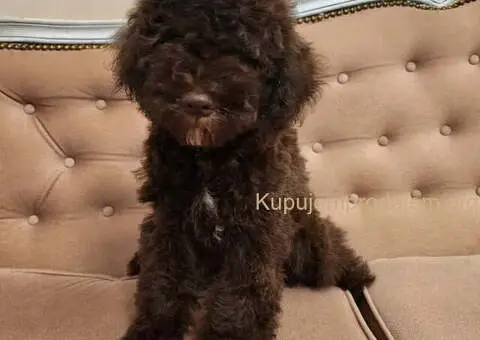 LAGOTO romanjolo štenci - 9/10