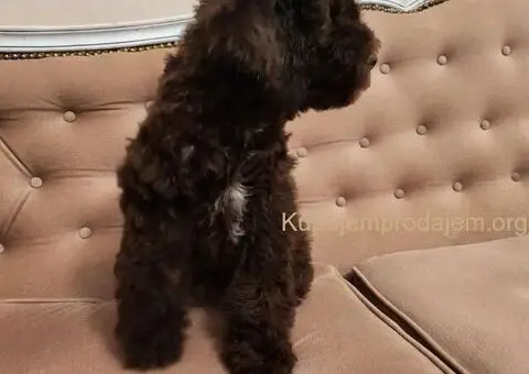 LAGOTO romanjolo štenci - 10/10