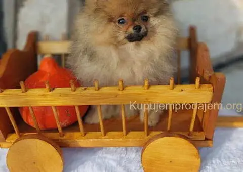 Na prodaju čistokrvni pomeranci sa pedigreom - 1/9