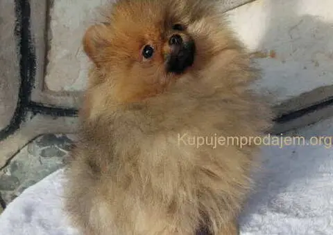 Na prodaju čistokrvni pomeranci sa pedigreom - 2/9