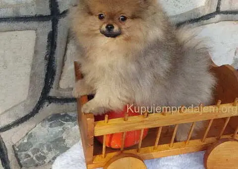 Na prodaju čistokrvni pomeranci sa pedigreom - 3/9